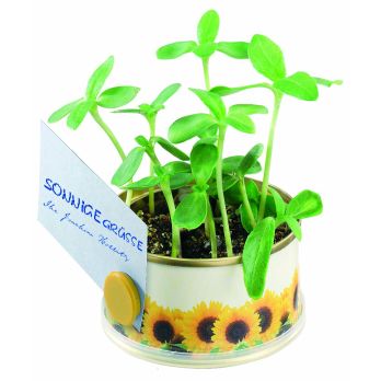 Minigarten Sonne mit Magnet