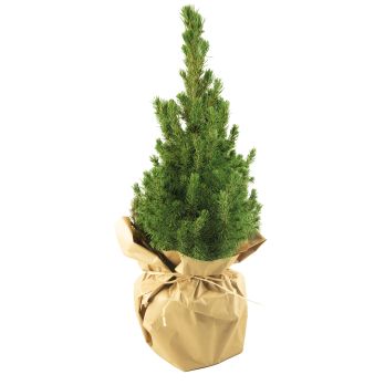 Natur-Bäumchen 35-45 cm