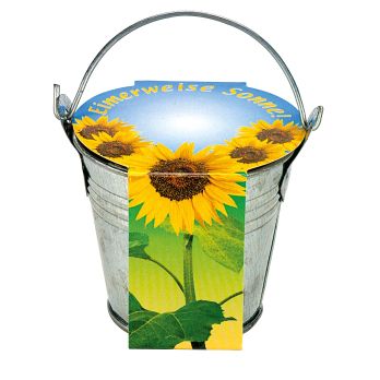 Zinkeimerchen Zwergsonnenblume