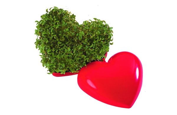 Ein gesundes Herz, Kresse