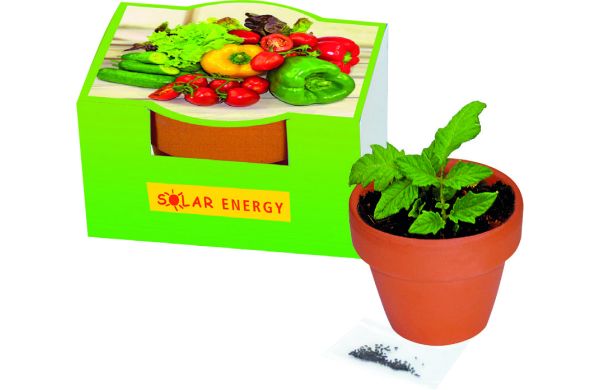 Naschgemüse-Töpfchen, Blattsalat-Mix