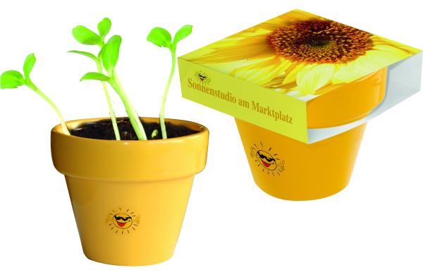 Tontopf Colour Sonne, Zwergsonnenblume