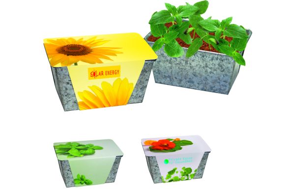 Wachstums-Kästchen Kräuter, Basilikum