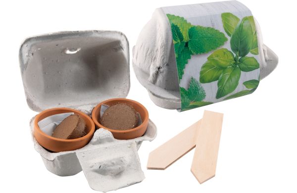 Wachstumsduett Kräuter, Basilikum, Zitronenmelisse