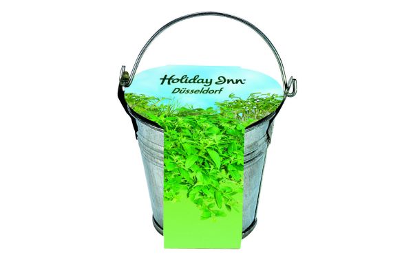 Zinkeimerchen Kräuter, Kresse 