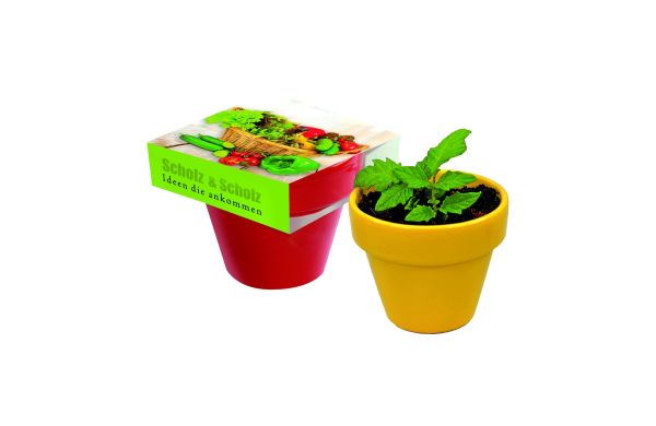 Naschgemüse Colour, Cocktail Tomate