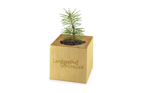 Pflanz-Holz Maxi Xmas mit Fichtensamen, 2 Seiten gelasert