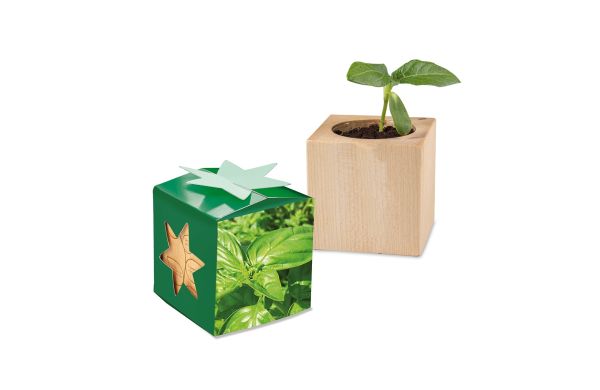 Pflanz-Holz Star-Box mit Samen