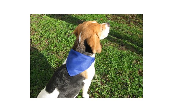 Rex Hundehalsband