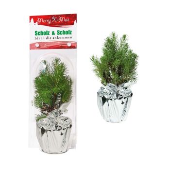 Weihnachtsbäumchen Junior